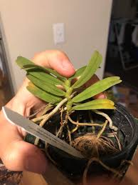 Image result for Rhipidoglossum rutilum