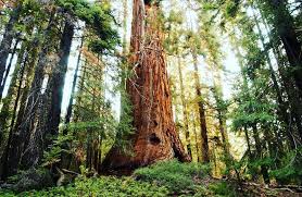 The Sequoia National Forest Named For The World S Largest Trees Has The Greatest Concen National Monuments Giant Sequoia National Monument California Camping