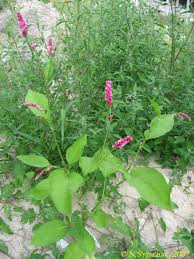 Image result for Persicaria hystricula