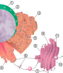 Why Isn'T The Mitochondria Considered To Be Part Of The Endomembrane System?  Question And Answer Choices In - Brainly.Com