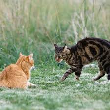 With these observations in mind, animal behaviorists have narrowed down several reasons why cats groom each other. Dealing With Dominant And Pushy Cat Behavior