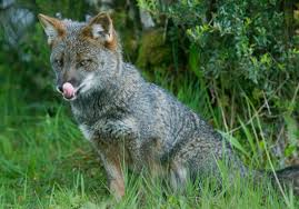12 Rare Animals That Are Teetering On The Brink Of Extinction Rare Animals Animals Species