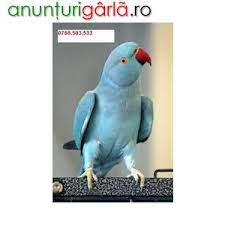 Cu toate acestea, animalele de companie de acest fel. Papagali Vorbitori De Vanzare Animale De Companie Pasari Din Bucuresti
