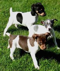 New rattitude rat terrier rescue is looking for entries for their annual rat ter. Rat Terrier Dog Breed Information And Images K9 Research Lab