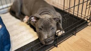 Order a guide for your breed today. What Is Crate Training How To Crate Train A Puppy In 9 Steps