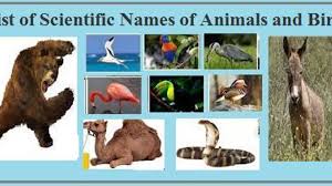 Click the animal to hear its … List Of Scientific Names Of Animals And Birds