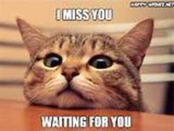 Maybe you would like to learn more about one of these? I Miss You Cat Memes