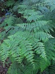 Image result for Hypolepis sparsisora