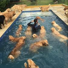 Doggy Swimming Pool Dog Dogs Dogsperts Pet Doglover Cute Puppies Pups Lovemydog Mascotas Bonitas Perros Bonitos Perros Y Cachorros Lindos
