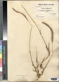 Image result for Perotis patens