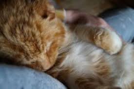 How we chose the what makes cbd oil beneficial, useful, safe, and healthy for cats? Cannabis Oil Bought In Derbyshire Cured My Cat S Cancer Derbyshire Live