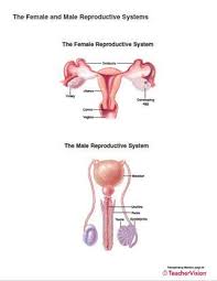 Male and female anatomy complete pack (textured). The Female And Male Reproductive Systems Printable 6th 12th Grade Teachervision