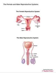 This product includes all the anatomy systems: The Female And Male Reproductive Systems Printable 6th 12th Grade Teachervision