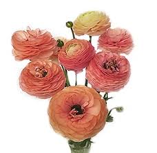 Maybe you would like to learn more about one of these? Peach Ranunculus Ranunculus Flower Flowers Near Me Wholesale Flowers