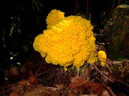 By comparison, mold on your potting soil could cover the entire surface. What Is That Orange Fungus Growing In My Mulch Dengarden