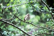 Backyard Birds
