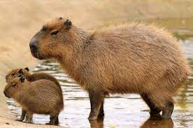 In argentina, they live in the northern parts of. Aquel Carpincho Que Mataron Decadas Atras Accionyreaccion