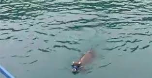 aÅŸÄ±k ferdinand kurban bayramÄ± sÃ¼rmene ile ilgili gÃ¶rsel sonucu