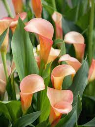 Buy Calla Lily Bulbs Zantedeschia Cameo From The Award Winning Harts Nursery
