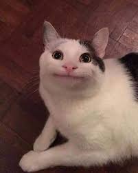 pin by ɑʟyeɛﻝiɳ on regularly baked memes cat memes animal memes cats