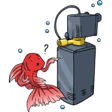 Do Betta Fish Need Filters Niche Pets