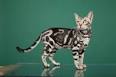 Bengal Kittens & Cats for Sale Near Me | Wild & Sweet Bengals