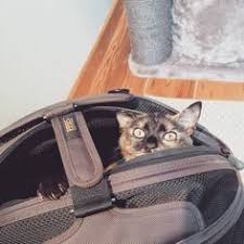 Maybe you would like to learn more about one of these? 12 Dark Chocolate Ideas In 2021 Dog Carrier Cat Carrier Pet Companies
