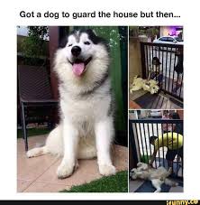 Got A Dog To Guard The House But Then Ifunny Funny Animal Memes Cute Animals Funny Animals