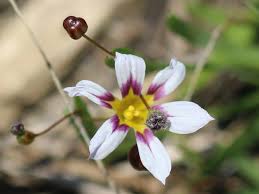 Image result for Sisyrinchium micranthum