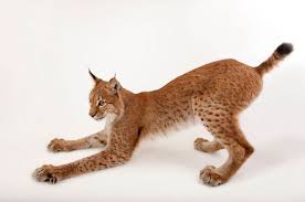 Caracal caracal) هل تعلم ؟ أن الوشق بإمكانه السفر بسرعة تصل إلى ثمانين كيلو متر في الساعة. Ù…Ø¹Ù„ÙˆÙ…Ø§Øª Ø¹Ù† Ø­ÙŠÙˆØ§Ù† Ø§Ù„ÙˆØ´Ù‚ Ù…Ø¹Ù„ÙˆÙ…Ø§Øª Ø¹Ù†Ù‡Ø§ Ø·Ø±Ù‚ Ø§Ù„Ø¹ÙŠØ´ Ø§Ù„ØºØ°Ø§Ø¡ Ø¨ÙŠØ¦ØªÙ‡Ø§ Ø§Ù„ØªØ±Ø¨ÙŠØ© Ùˆ Ø§Ù„ØªÙƒØ§Ø«Ø± Ø¹Ø§Ù„Ù… Ø§Ù„Ø­ÙŠÙˆØ§Ù†