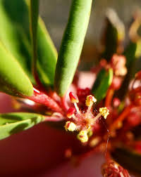 Image result for Picrodendraceae