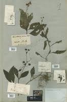 Image result for Adenostemma mauritianum