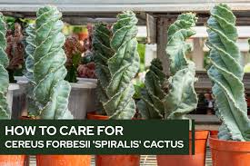 Image result for Senecio forbesii