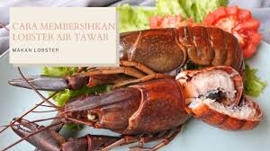 Lobster air tawar sebagai salah satu bahan makanan dari komoditas air tawar memang memiliki target pasar yang luas. Cara Membersihkan Dan Memotong Lobster Air Tawar Youtube