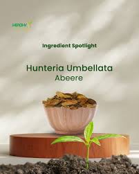 Image result for Hunteria umbellata