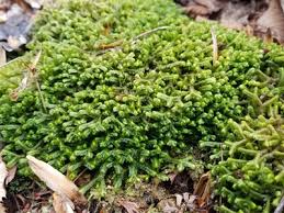 Image result for Cogniauxia trilobata