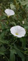 Image result for Convolvulaceae