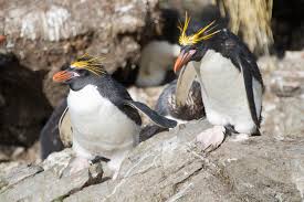 Young macaroni penguins don't have plumes on the top of their head like adults. Macaroni Penguin Facts Diet Habitat Information