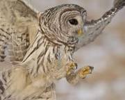 Image of Barred Owl talons