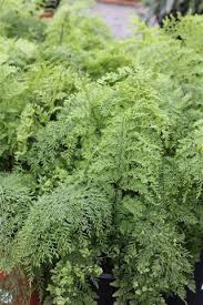 Image result for Asplenium gemmiferum