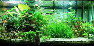 Best Substrate For Planted Tank 2017 Planted Aquarium Nature Aquarium Aquarium