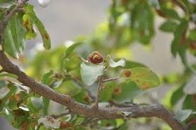 Image result for Microcharis latifolia