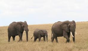In fact, studies suggest that sri lanka has the highest density of elephants in asia. Elephants Chantecaille