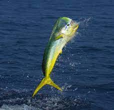 Species Profile The Brilliant Mahi Mahi Pelagic Fishing Gear Collection by zohaib • last updated 6 weeks ago. the brilliant mahi mahi