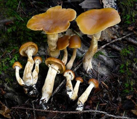 Galerina marginata - Wikipedia