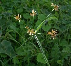 Image result for Cyperus longus