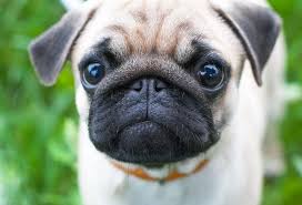 If you want your pug puppy to grow up healthy and strong, take the time to choose a nutritious and balanced diet. Dry Nose Is A Common Issue With Many Pugs Here S How You Can Make Life Easier On Them Pug Puppies For Sale Pug Puppies Pug Puppies For Sale Near Me