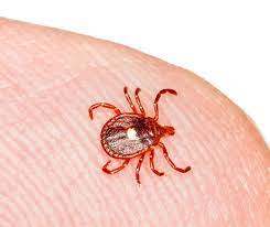 The epidemiological pathways of these viruses can also involve domestic animals, if only by being hosts that add to the size of the tick population. Lone Star Tick Identification Habits Behavior Florida Pest Control
