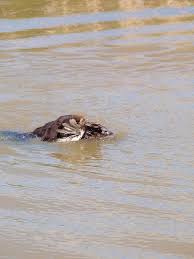 Il nostro scopo è quello favorire la visibilità e la promozione degli annunci mettendo in contatto acquirenti e venditori tramite la rete ed i suoi motori di ricerca che rappresentano la forza. Drahthaar Bixio Drahthaar In Vendita Cani Da Caccia Da Ferma Tedesco A Pelo Duro Della Mimosa Di Krieg Campioni Drahthaar Alla Tedesca