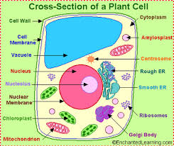 Kim Khadasing Photos Picture Of Animal Cell Labeled Plant Cell Project Plant And Animal Cells Cells Project